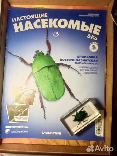 Коллекция настоящие насекомые