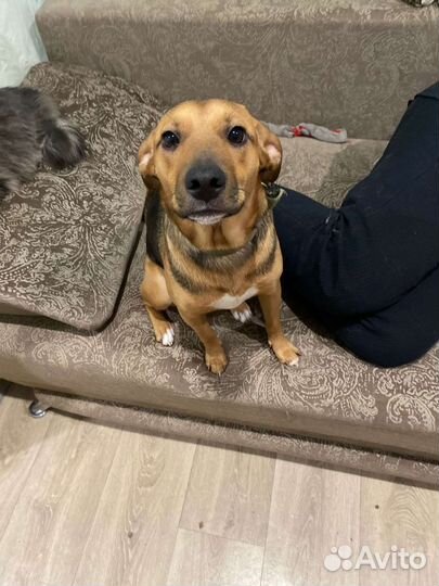 Ищем дом собаке