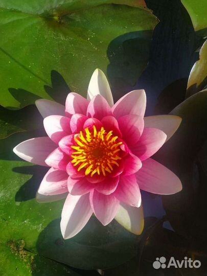 Кувшинка для пруда