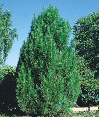 Сосна черная