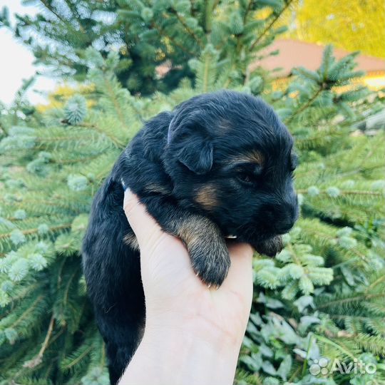 Высокопородные щенки Немецкой Овчарки