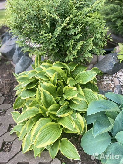 Хосты, папоротник