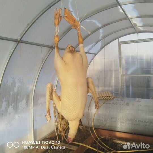 Гуси диетические 