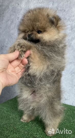 Шпиц мальчик померанец