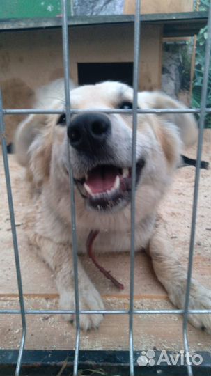 Передержка для собак время летних отпусков