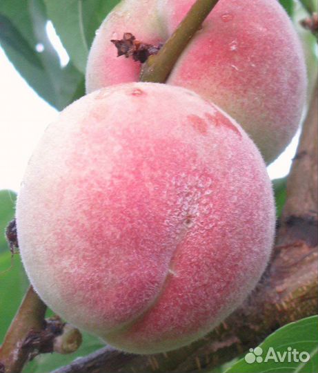 Персик Саратовский-33