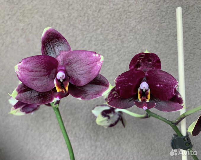 Орхидея фаленопсис