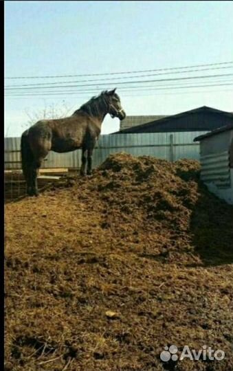 Перегной конский в мешках доставка бесплатно