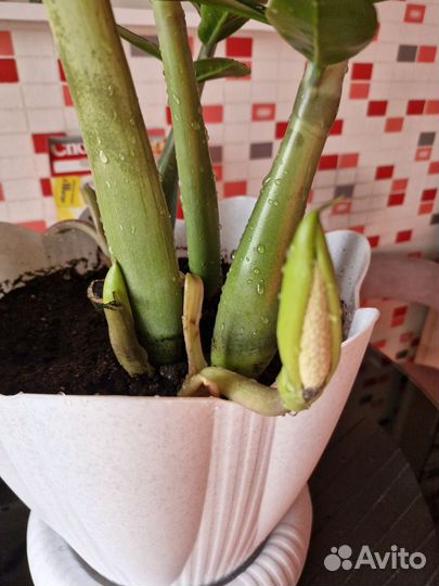 Замиокулькас вариегатный