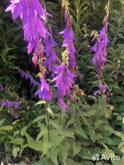 Рассада колокольчиков