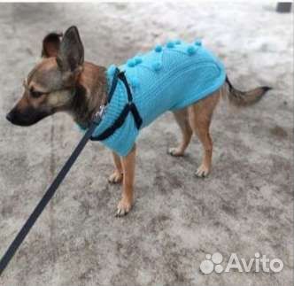 Домашние животные собаки бесплатно