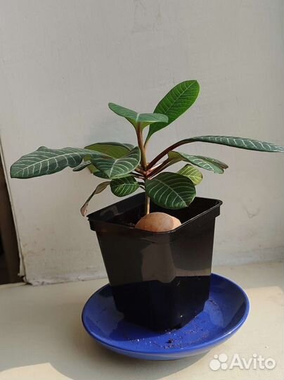 Молочай гребенчатый