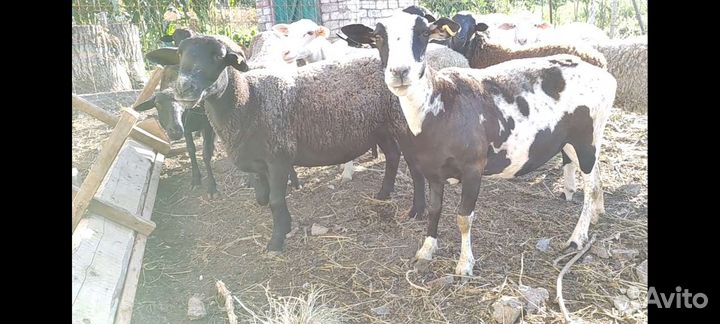 Овцы породы дорпер