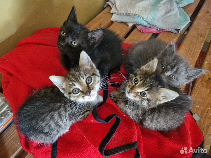 Котята в добрые руки бесплатно