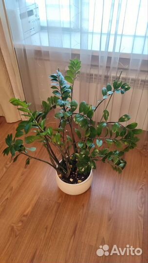 Замиокулькас