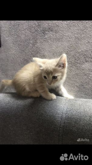 Рыжий котенок