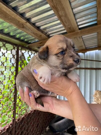 Щенки в добрые руки