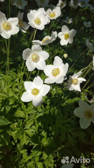 Цветы многолетники