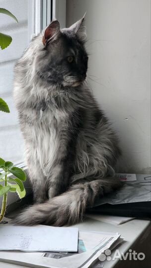 Кот для вязки