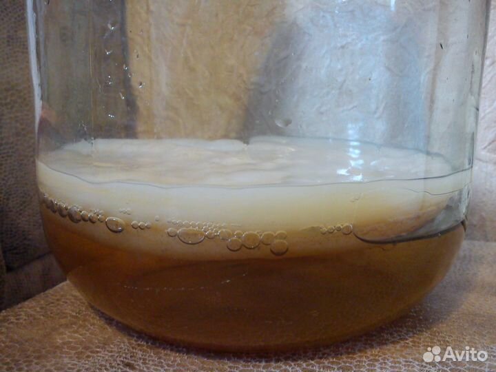 Чайный гриб