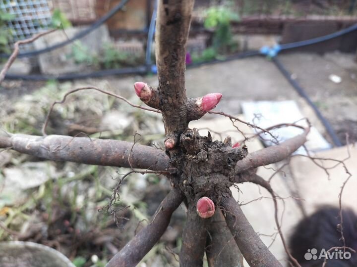 Пион Фестива Максима