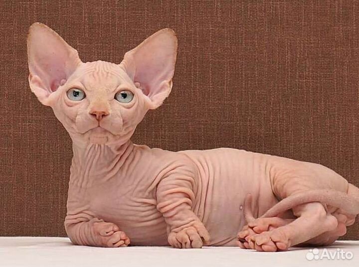 Канадский сфинкс, эльф, двэльф, бамбино