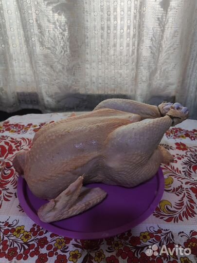 Мясо бройлера