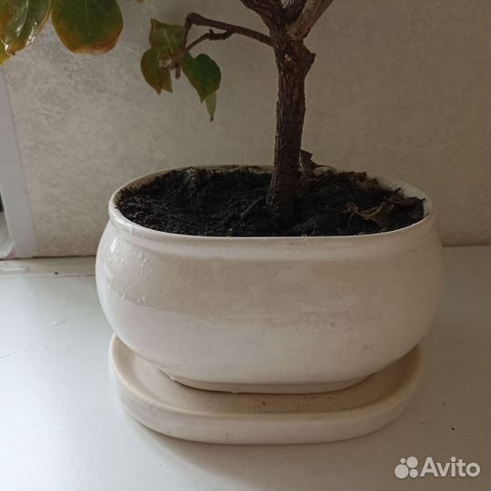 Бугенвиллия розовая