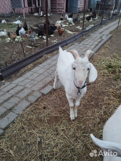 Нубийский козел