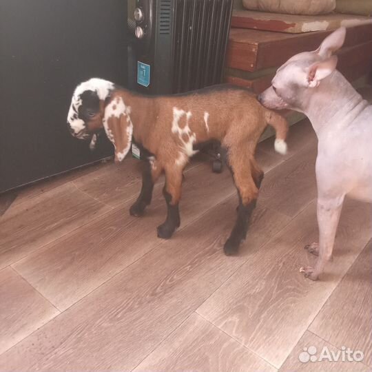 Мексиканская голая собака