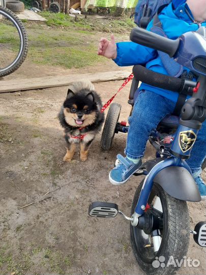 Мини шпиц вязка