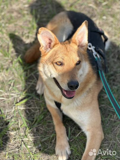 Айва грустит в приюте