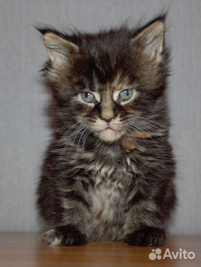 Черепаховое счастье