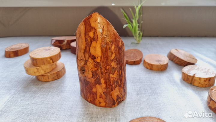 Спилы Дерева Ель лаковые для декора