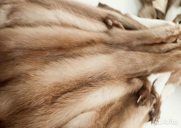 Шкурки куницы / мех куница