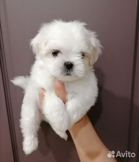 Щенки мальтезе