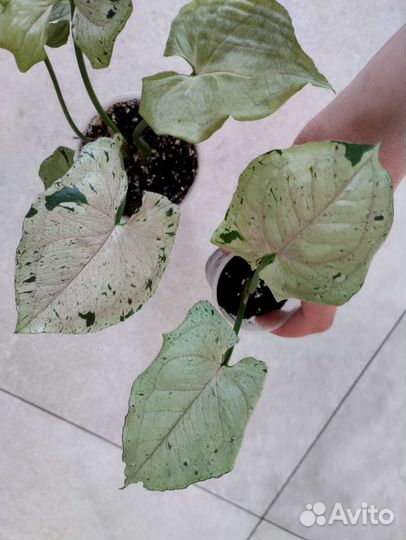 Комнатные растения