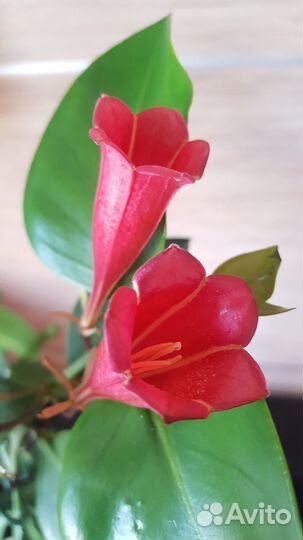 Ротмания, рандия, портландии, табернемонтана