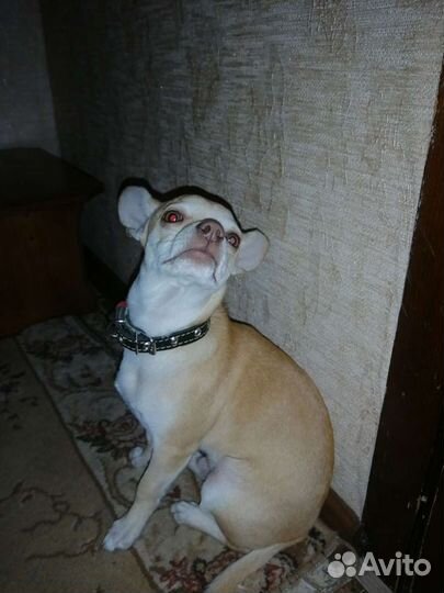 Вязка кобель чихуахуа