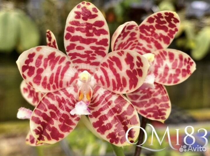 Орхидея P. Tetraspis Blue Red x Gigantea MS-1