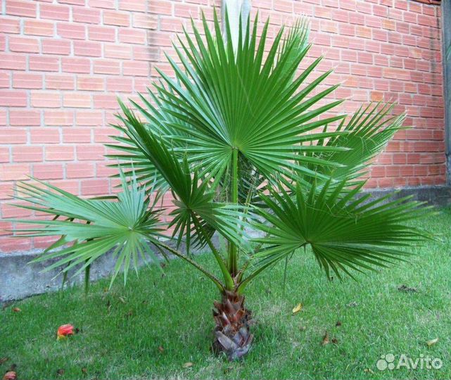 Саженцы: пальмы, мушмула, магнолия