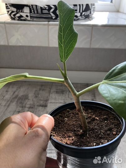 Фикус бенгальский одри