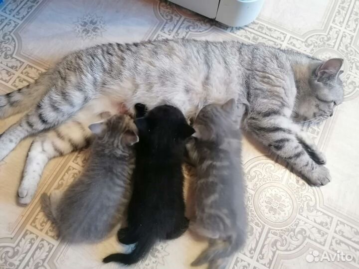 Британская кошка
