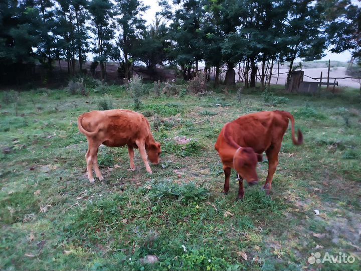 Продаётся тёлки и карова с телкой 5 6 7 месячный