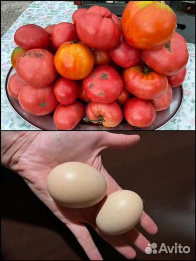 Домашние куриные яйца