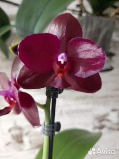 Орхидея фаленопсис