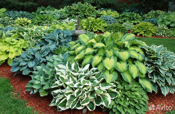 Коллекция хост №3