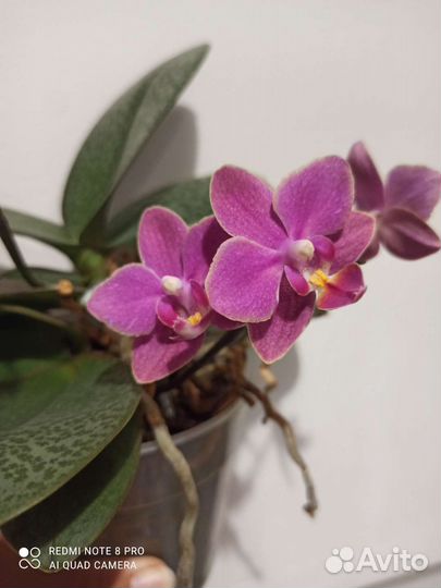 Орхидея фаленопсис