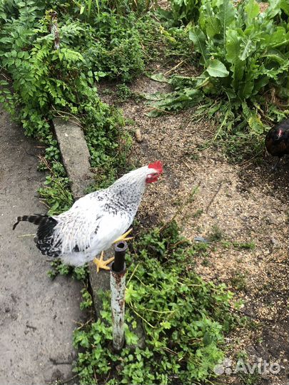 Молодые петушки