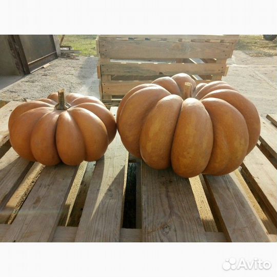 Семена тыквы Мускат де Прованс, оригинал Франция